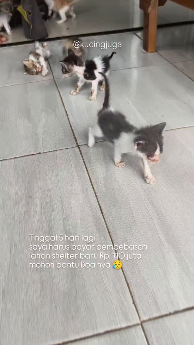 Post 5 by Kucing juga manusia on Instagram (video)
