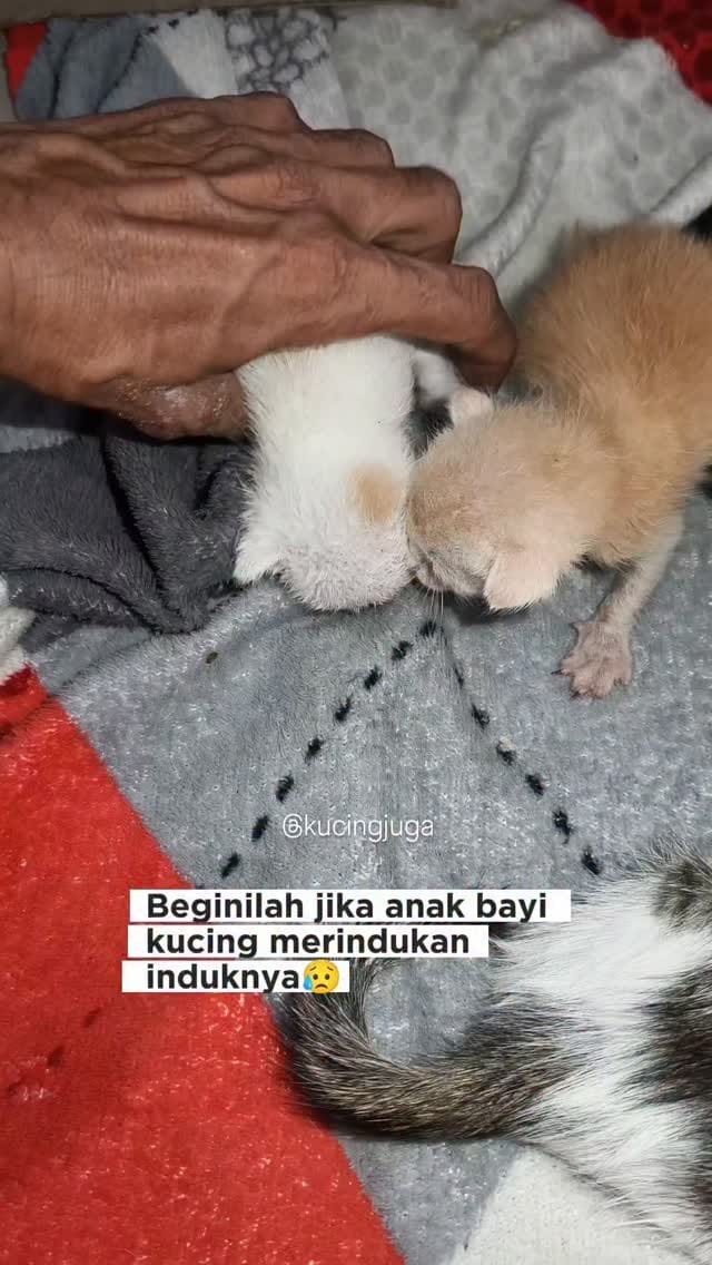 Post 2 by Kucing juga manusia on Instagram (video)