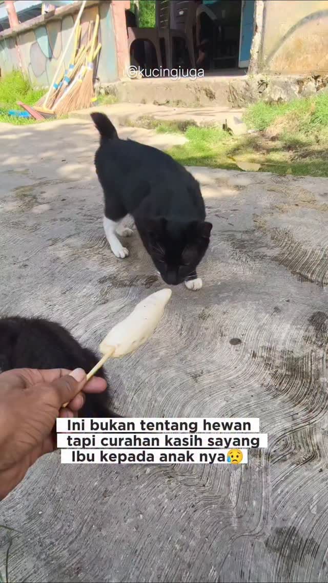 Post 3 by Kucing juga manusia on Instagram (video)