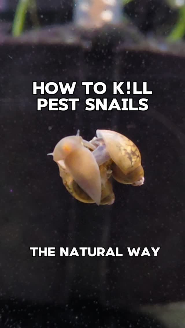 Post 1 by New Life Aquarium on Instagram (video)