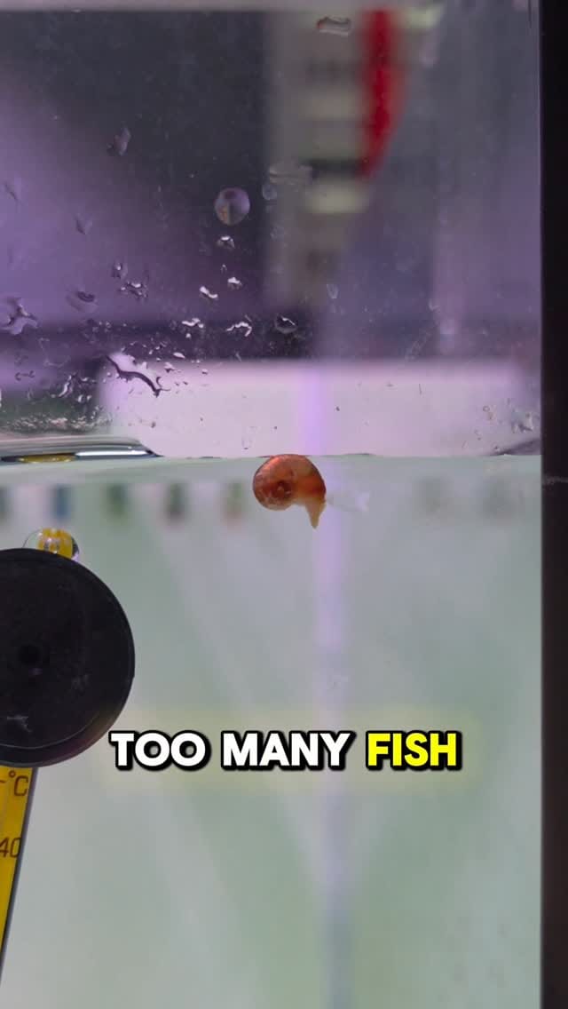 Post 7 by New Life Aquarium on Instagram (video)