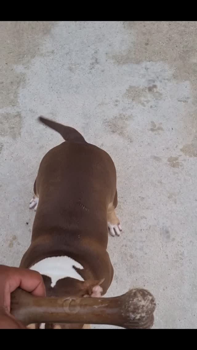 Post 2 by @ky_bullies on Instagram (video)