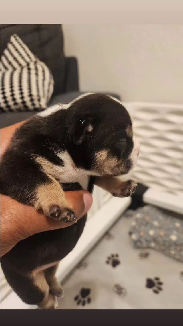 Post 6 by @ky_bullies on Instagram (video)