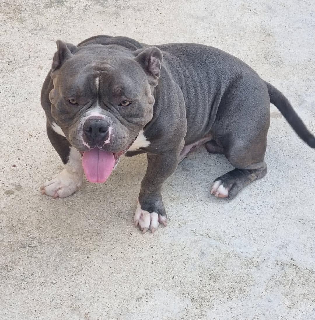 Post 1 by @ky_bullies on Instagram (carousel)