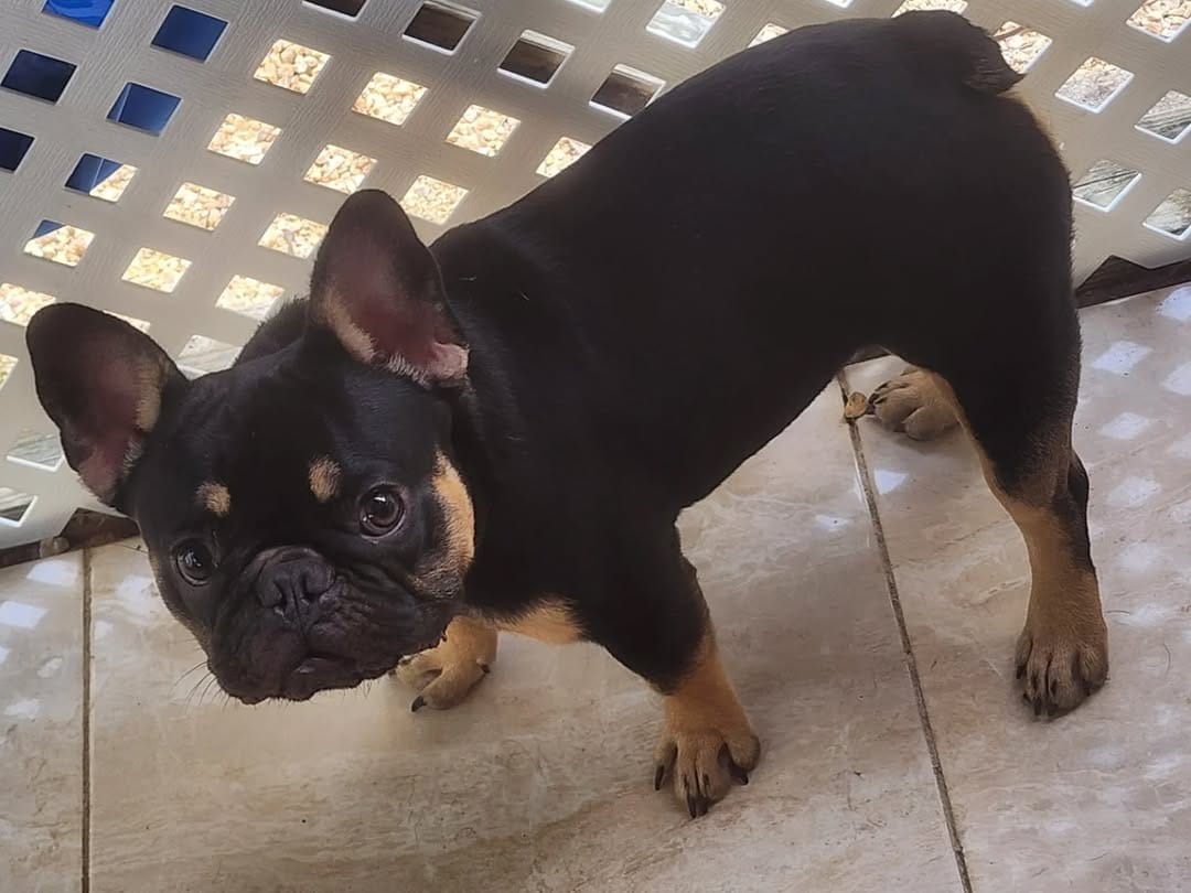 Post 4 by @ky_bullies on Instagram (carousel)