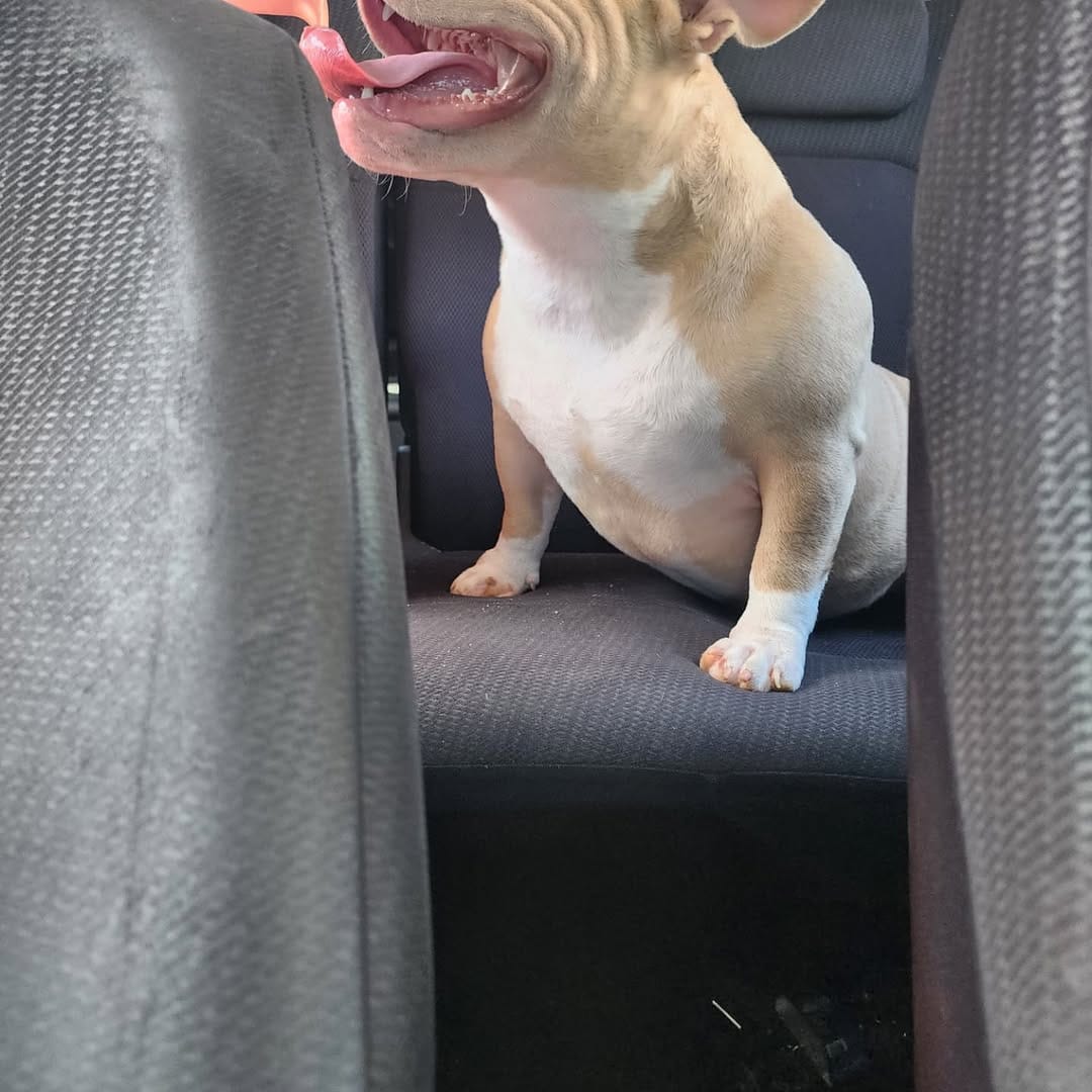 Post 3 by @ky_bullies on Instagram (carousel)