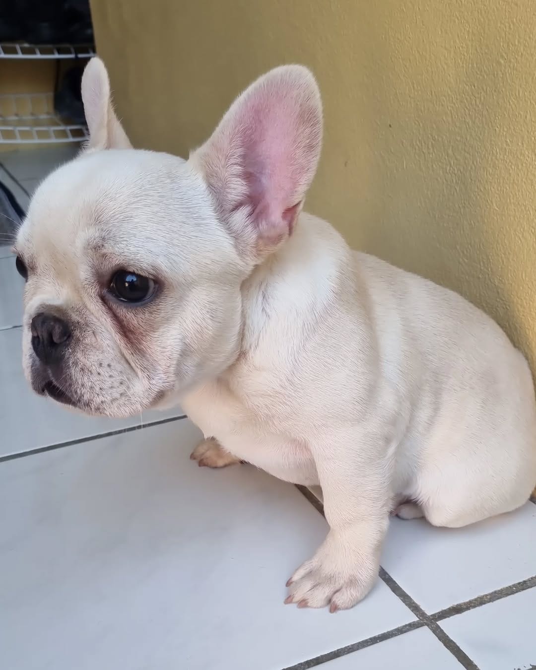 Post 5 by @ky_bullies on Instagram (carousel)