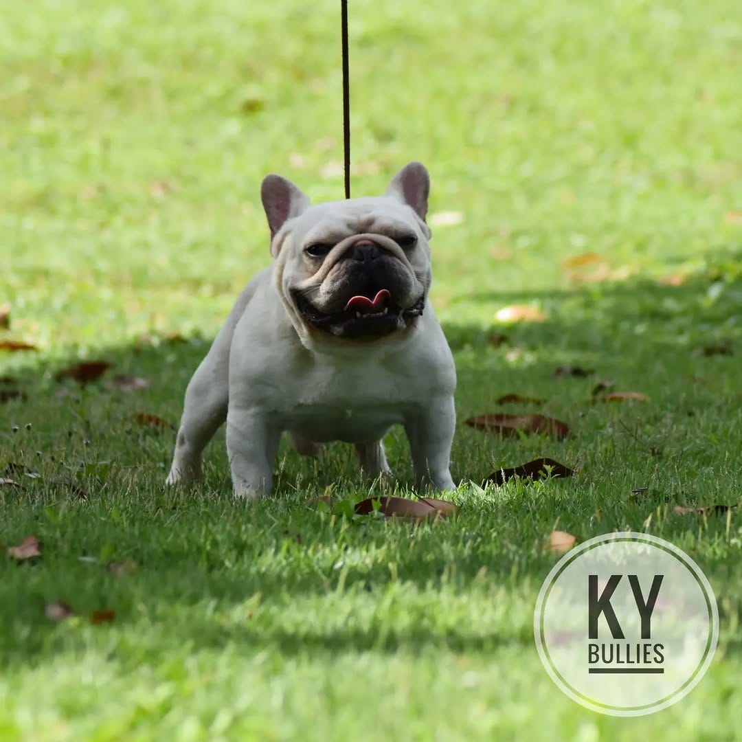 Post 9 by @ky_bullies on Instagram (image)