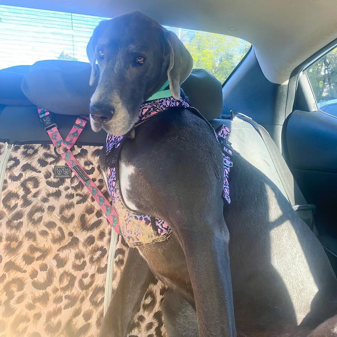 Post 1 by Crazy DAISY Dane🌼 on Instagram (image)