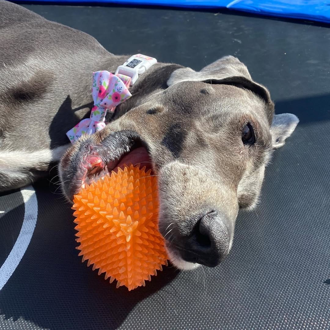 Post 9 by Crazy DAISY Dane🌼 on Instagram (image)