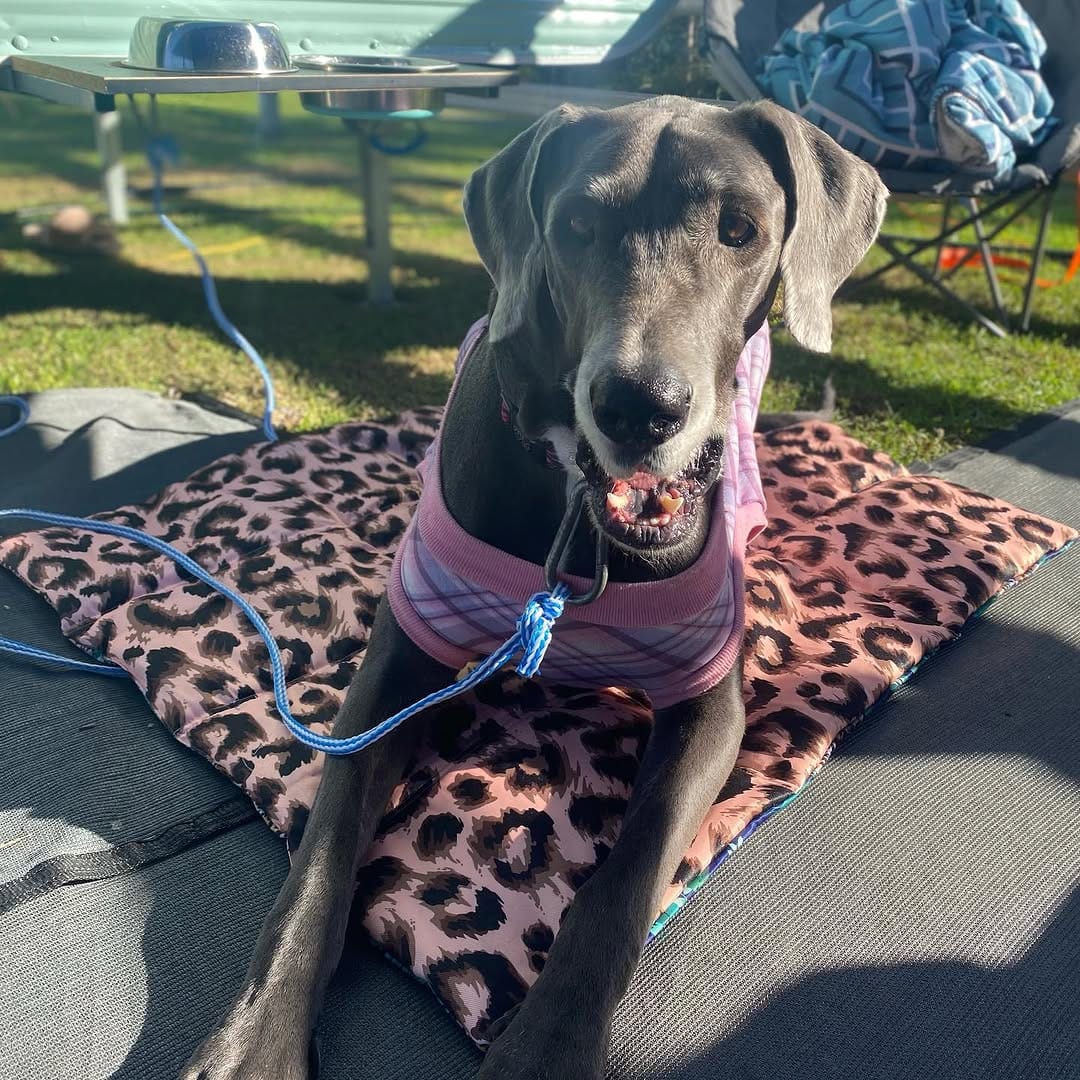 Post 5 by Crazy DAISY Dane🌼 on Instagram (image)