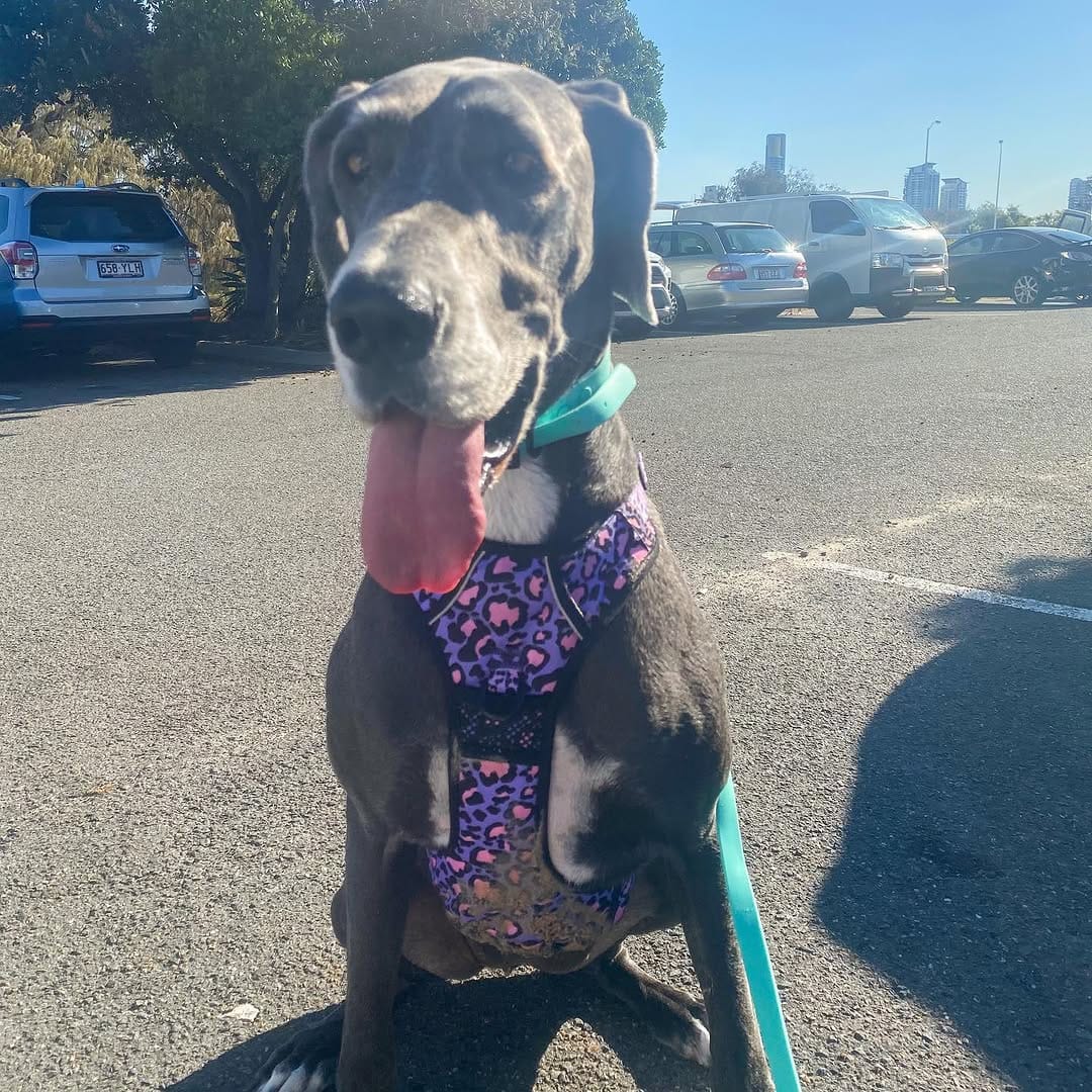 Post 10 by Crazy DAISY Dane🌼 on Instagram (image)