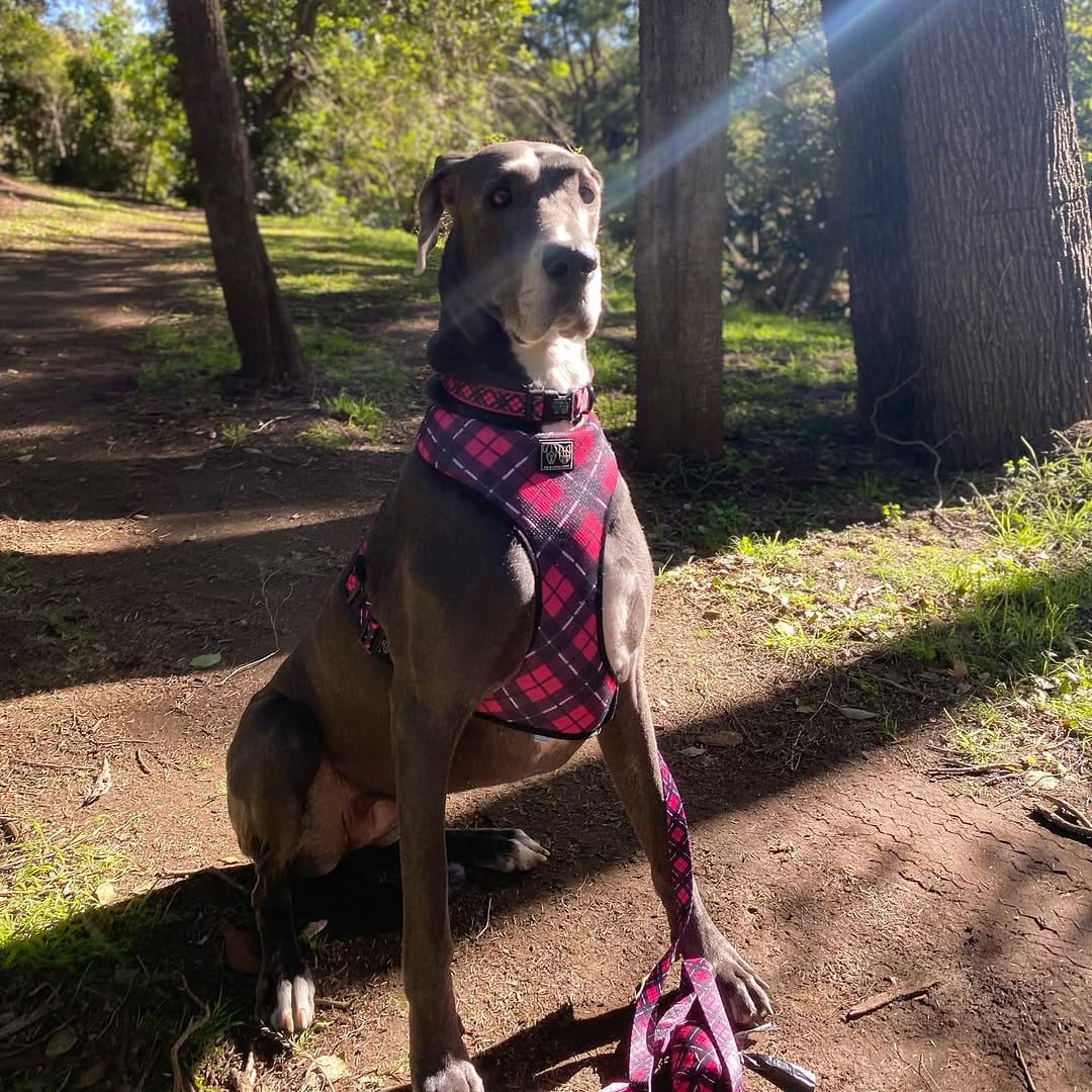 Post 3 by Crazy DAISY Dane🌼 on Instagram (image)