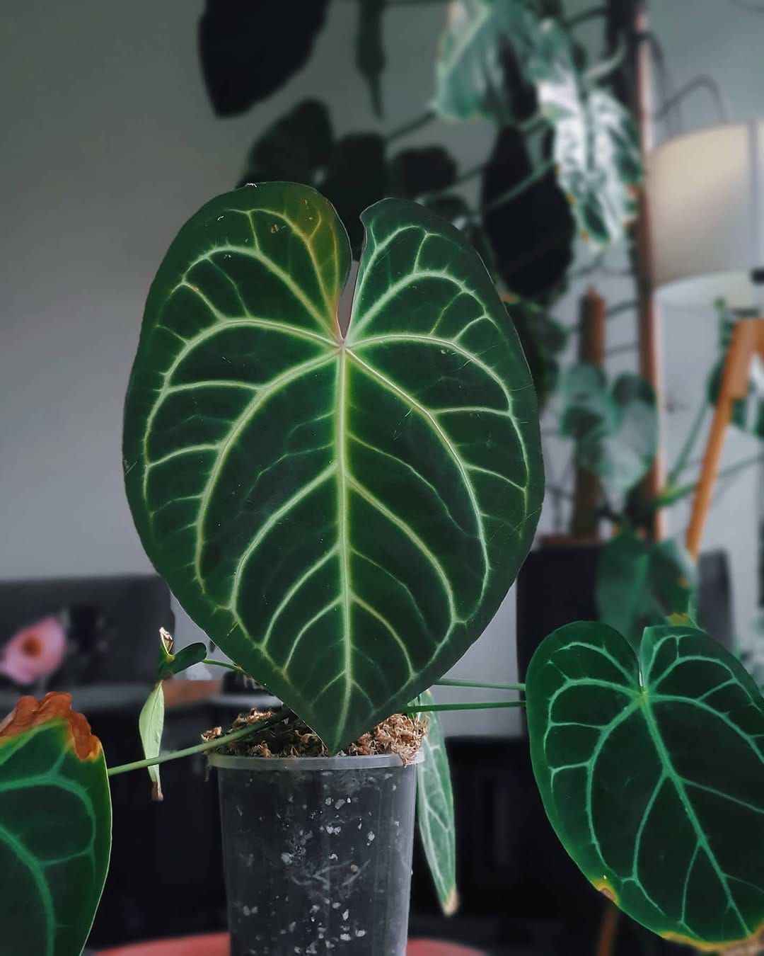 Post 10 by Greenie Garden on Instagram (image)
