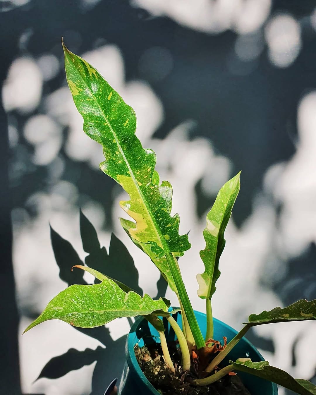 Post 5 by Greenie Garden on Instagram (image)