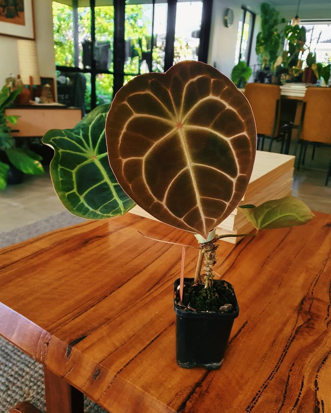 Post 2 by Greenie Garden on Instagram (image)