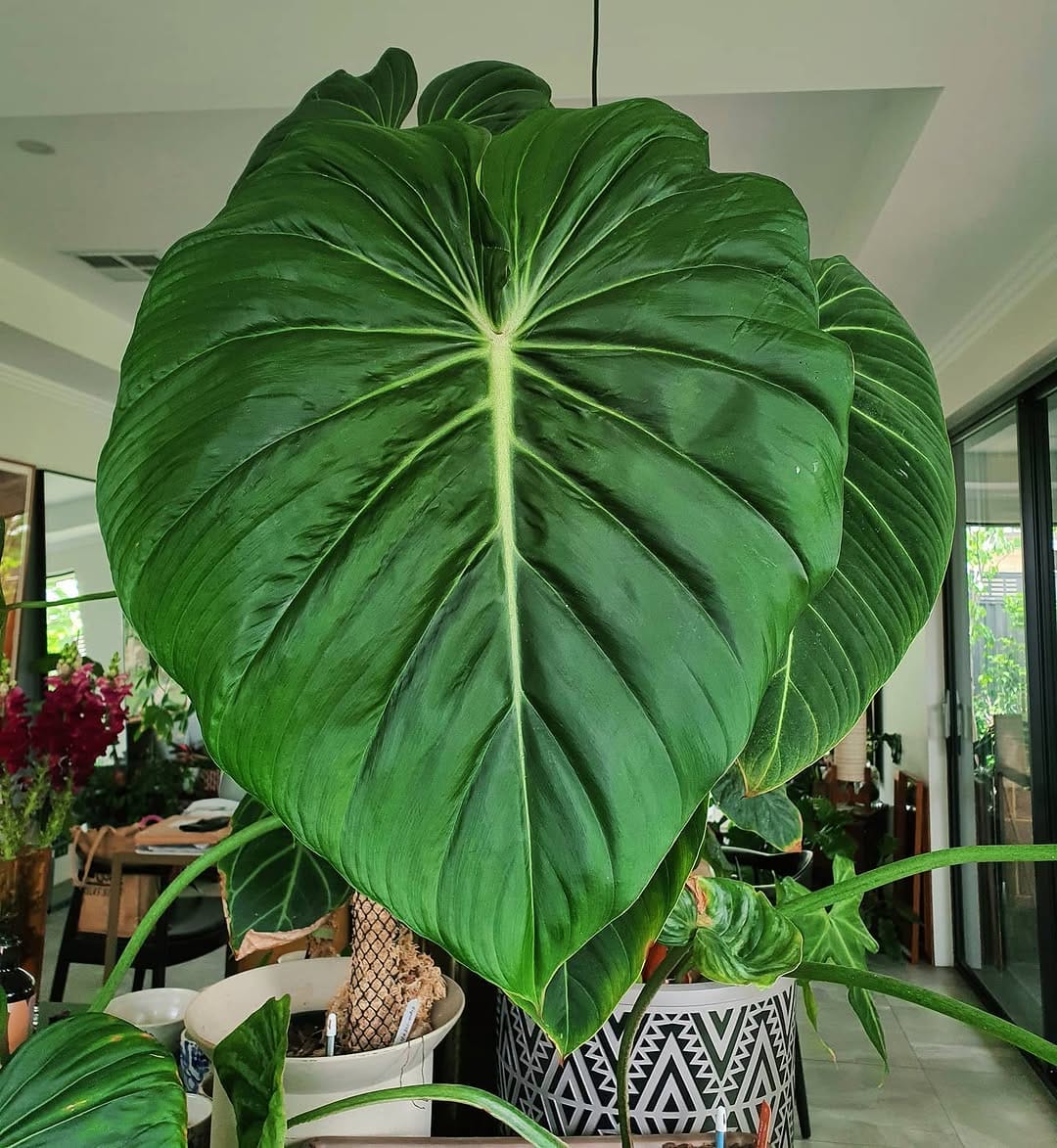 Post 9 by Greenie Garden on Instagram (image)