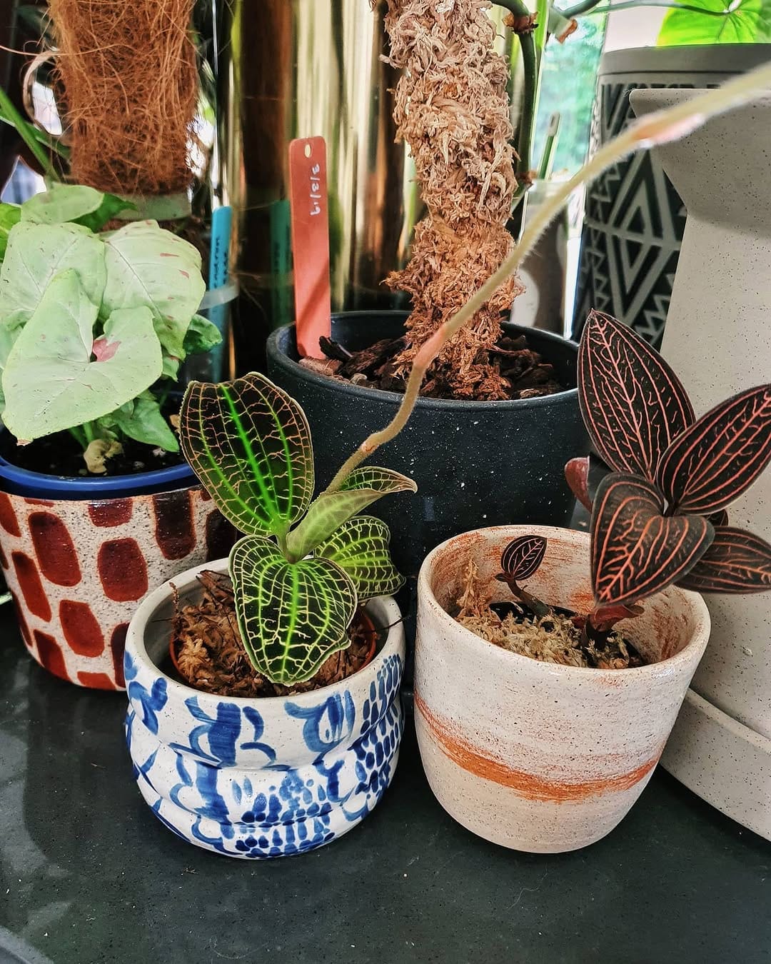Post 8 by Greenie Garden on Instagram (image)