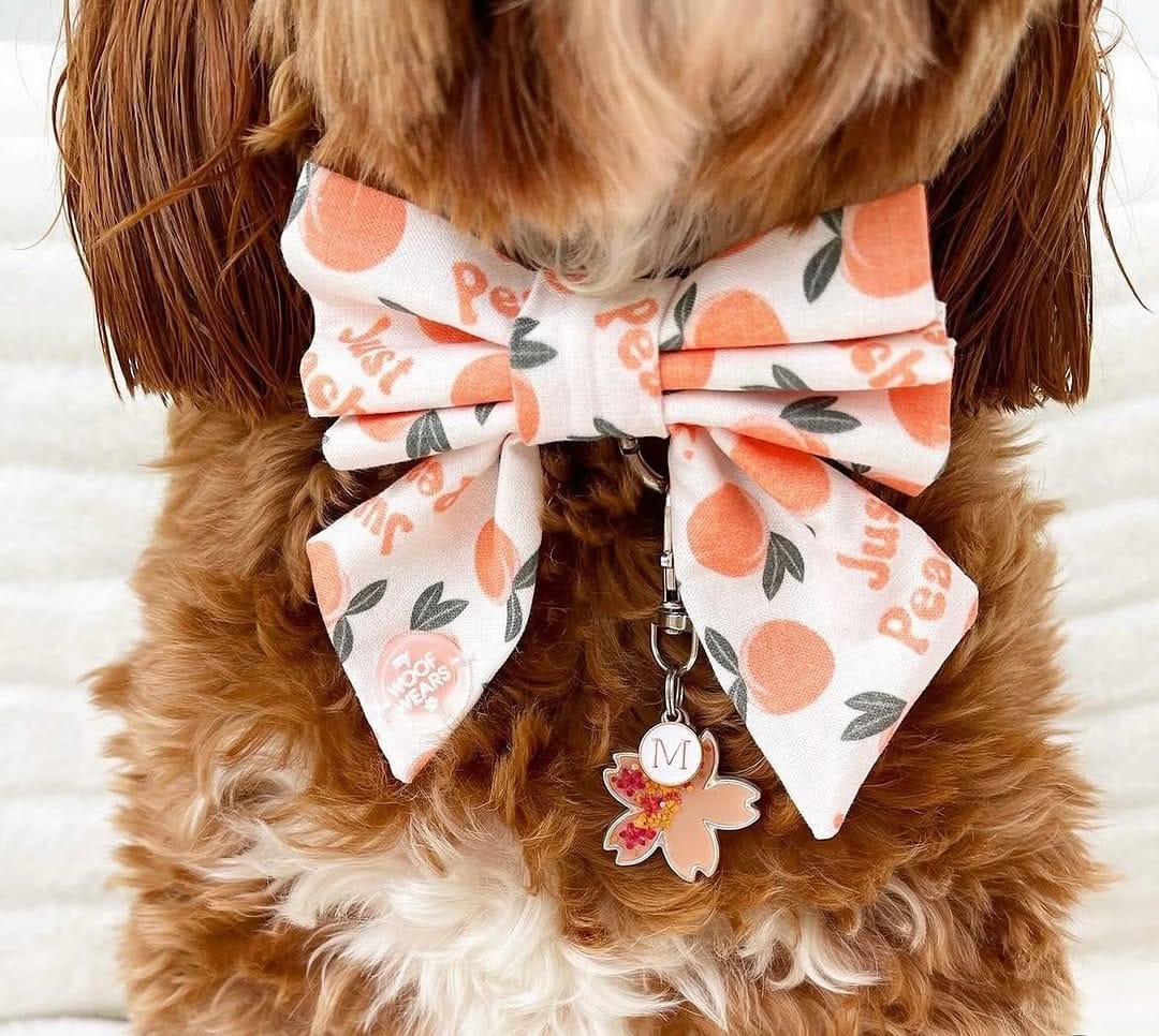 Post 7 by My Woof Wears on Instagram (image)