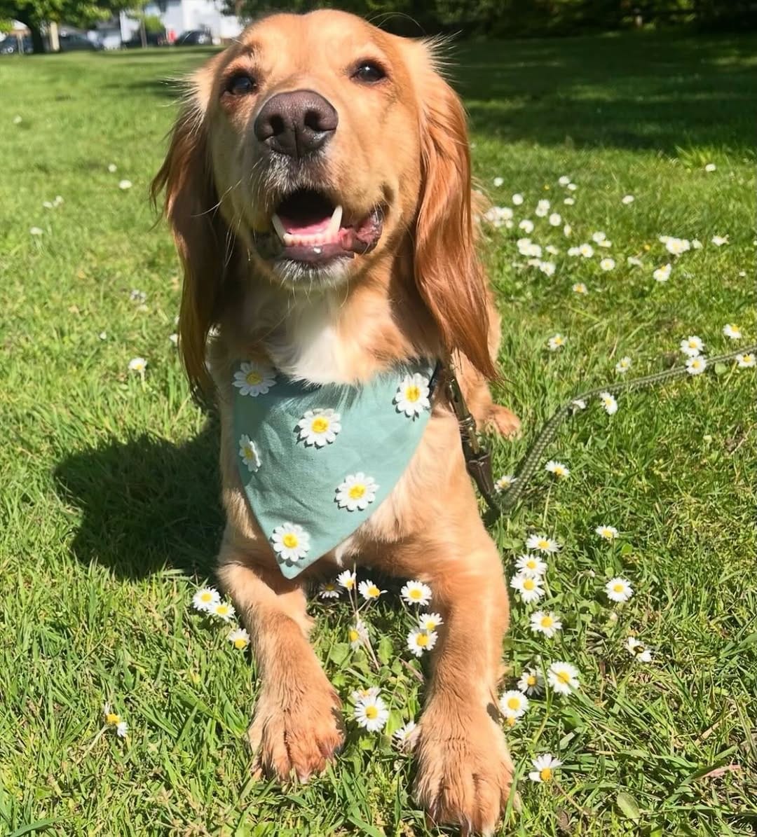 Post 2 by My Woof Wears on Instagram (image)