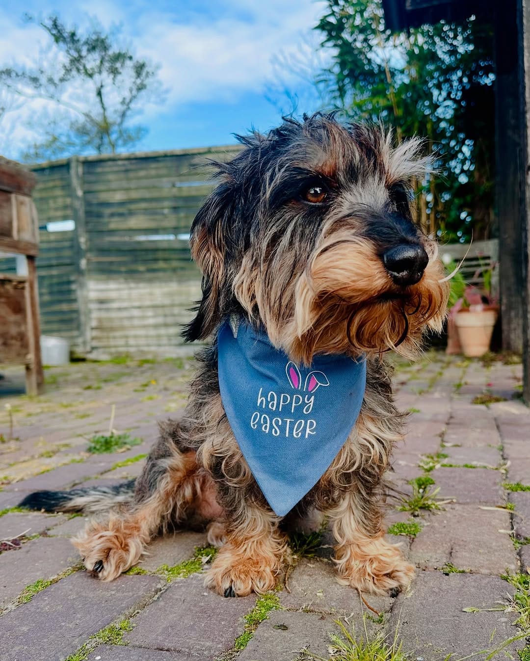 Post 10 by My Woof Wears on Instagram (carousel)