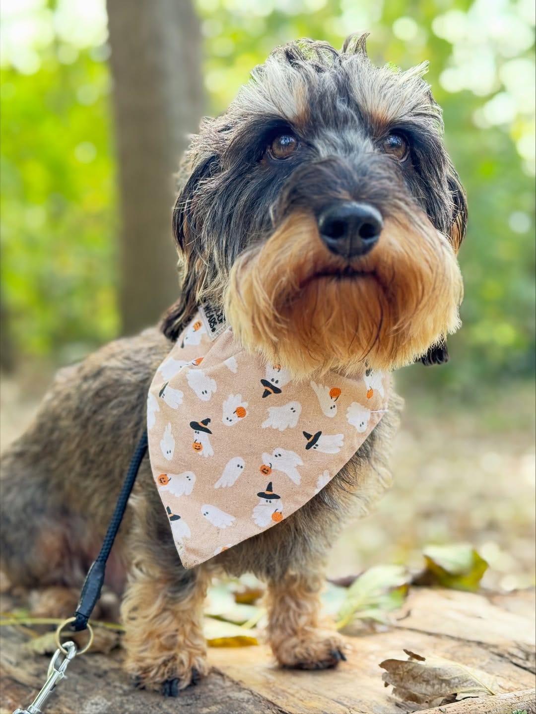Post 6 by My Woof Wears on Instagram (carousel)