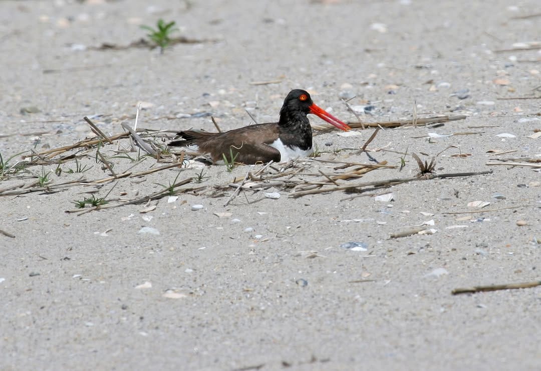 Post 1 by The Nature Conservancy In NJ on Instagram (image)