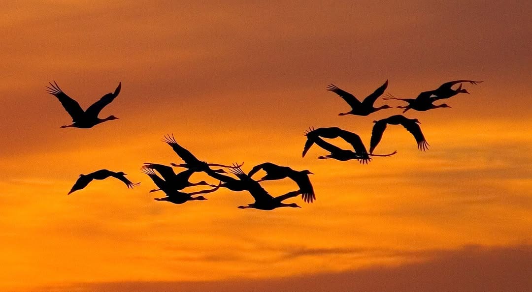 Post 9 by The Nature Conservancy In NJ on Instagram (image)