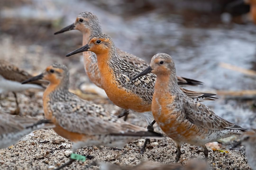 Post 5 by The Nature Conservancy In NJ on Instagram (carousel)