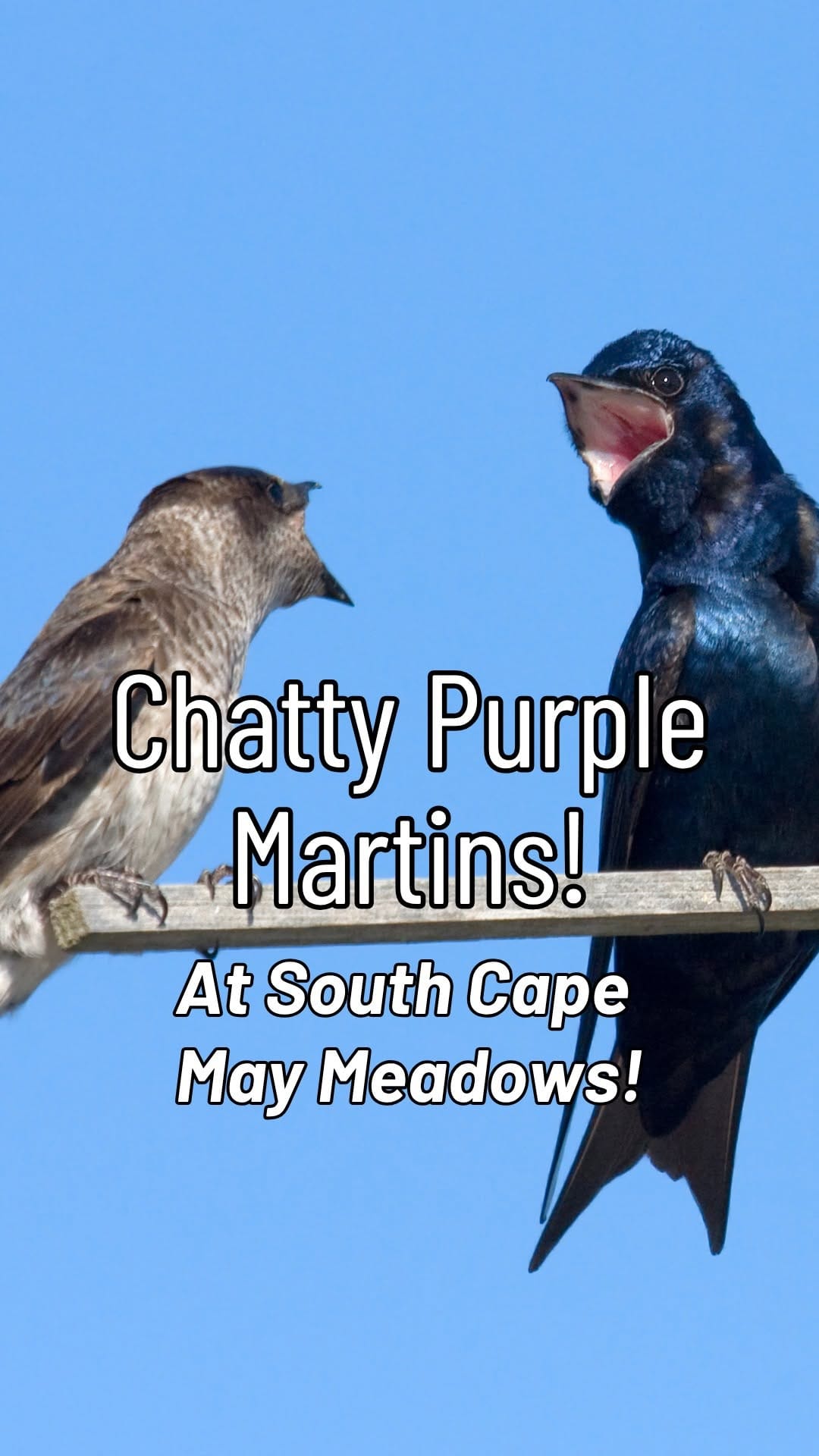 Post 6 by The Nature Conservancy In NJ on Instagram (video)