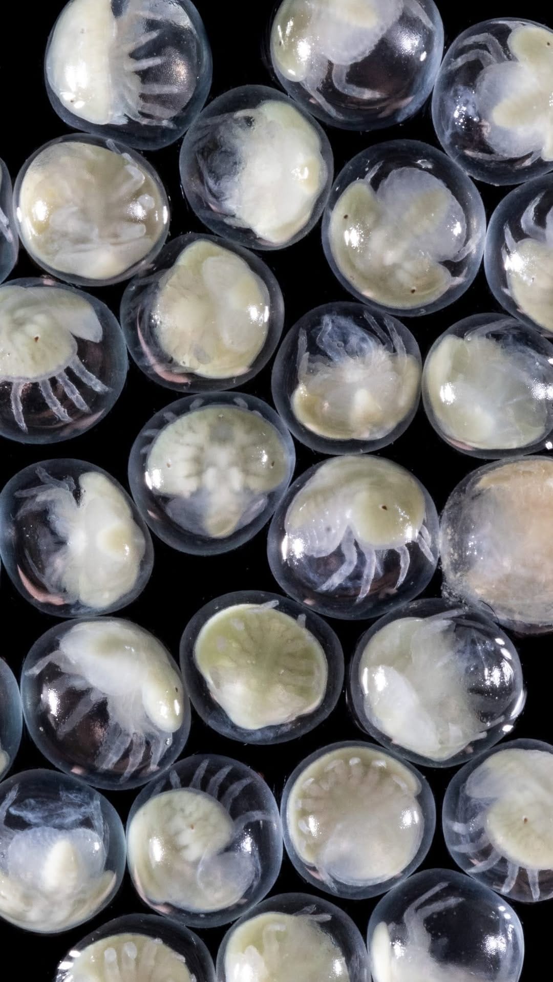 Post 3 by The Nature Conservancy In NJ on Instagram (video)