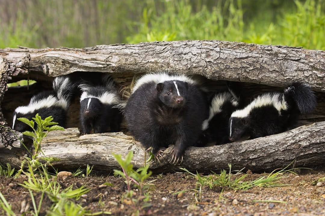 Post 10 by The Nature Conservancy In NJ on Instagram (carousel)