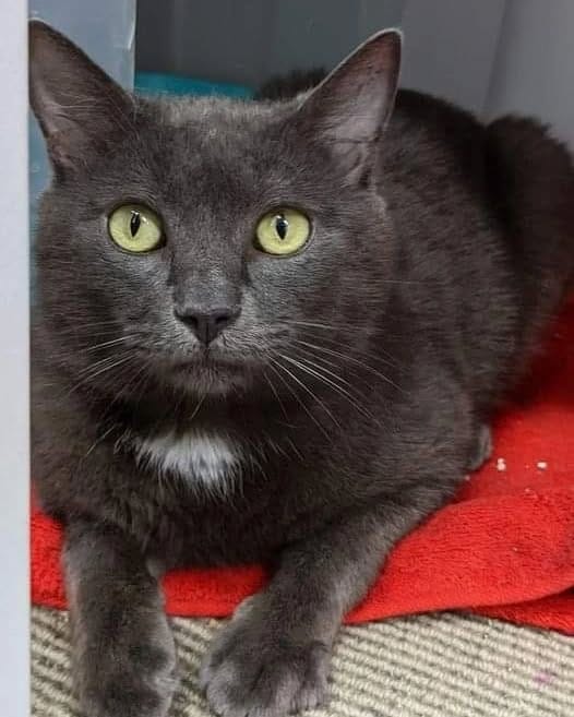 Post 4 by C.C Animal Care Facility on Instagram (carousel)