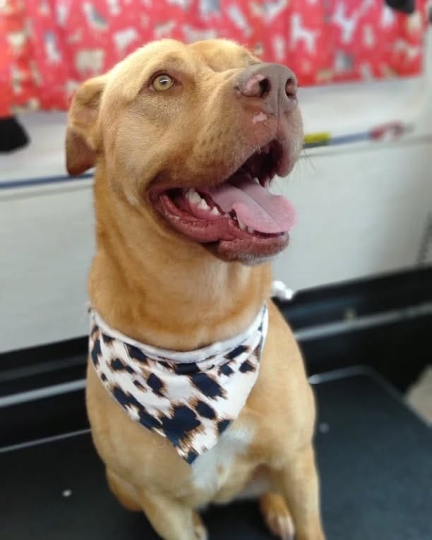 Post 9 by C.C Animal Care Facility on Instagram (carousel)
