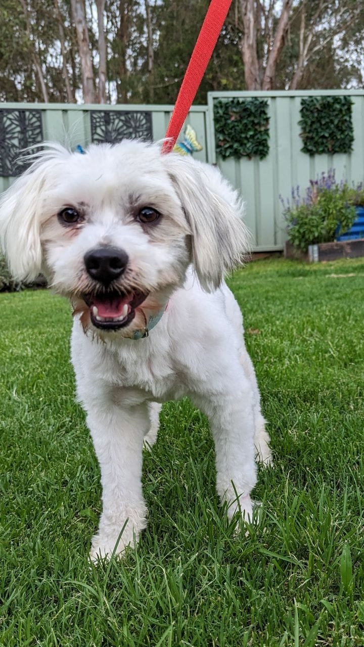 Post 1 by C.C Animal Care Facility on Instagram (video)