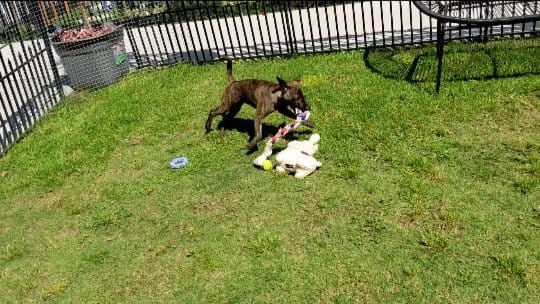 Post 3 by C.C Animal Care Facility on Instagram (video)
