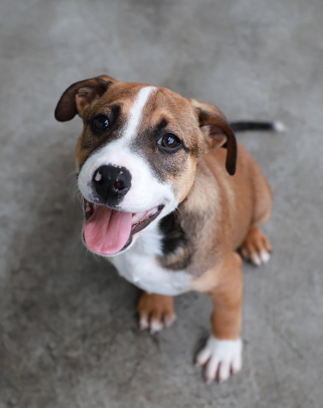 Post 8 by C.C Animal Care Facility on Instagram (carousel)