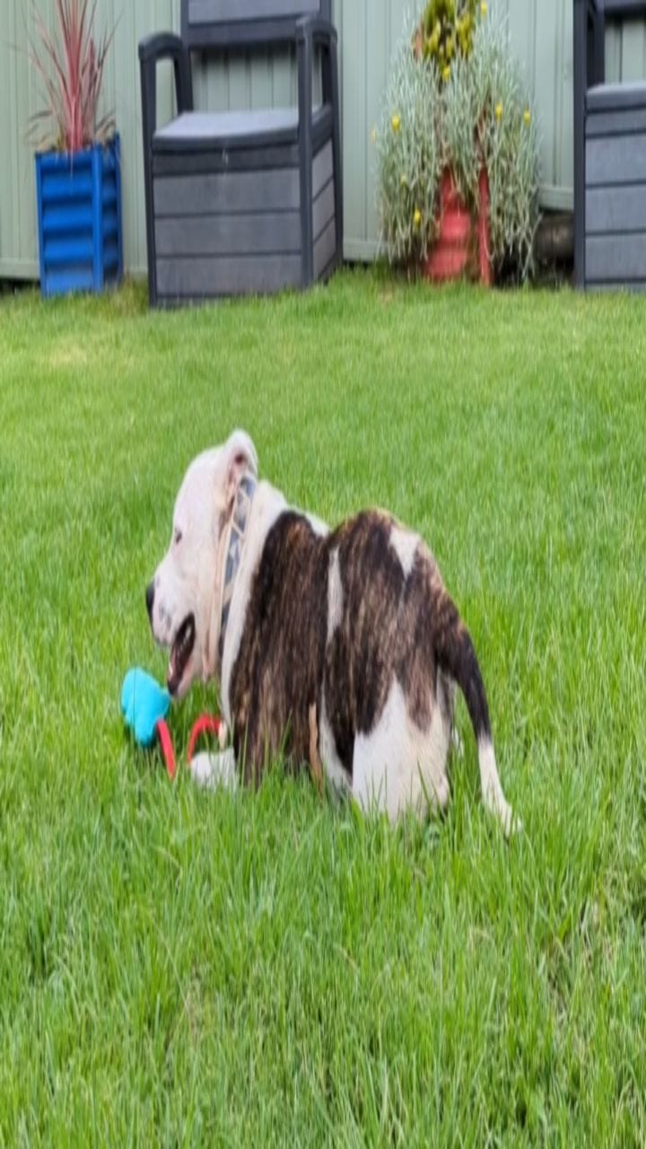Post 2 by C.C Animal Care Facility on Instagram (video)