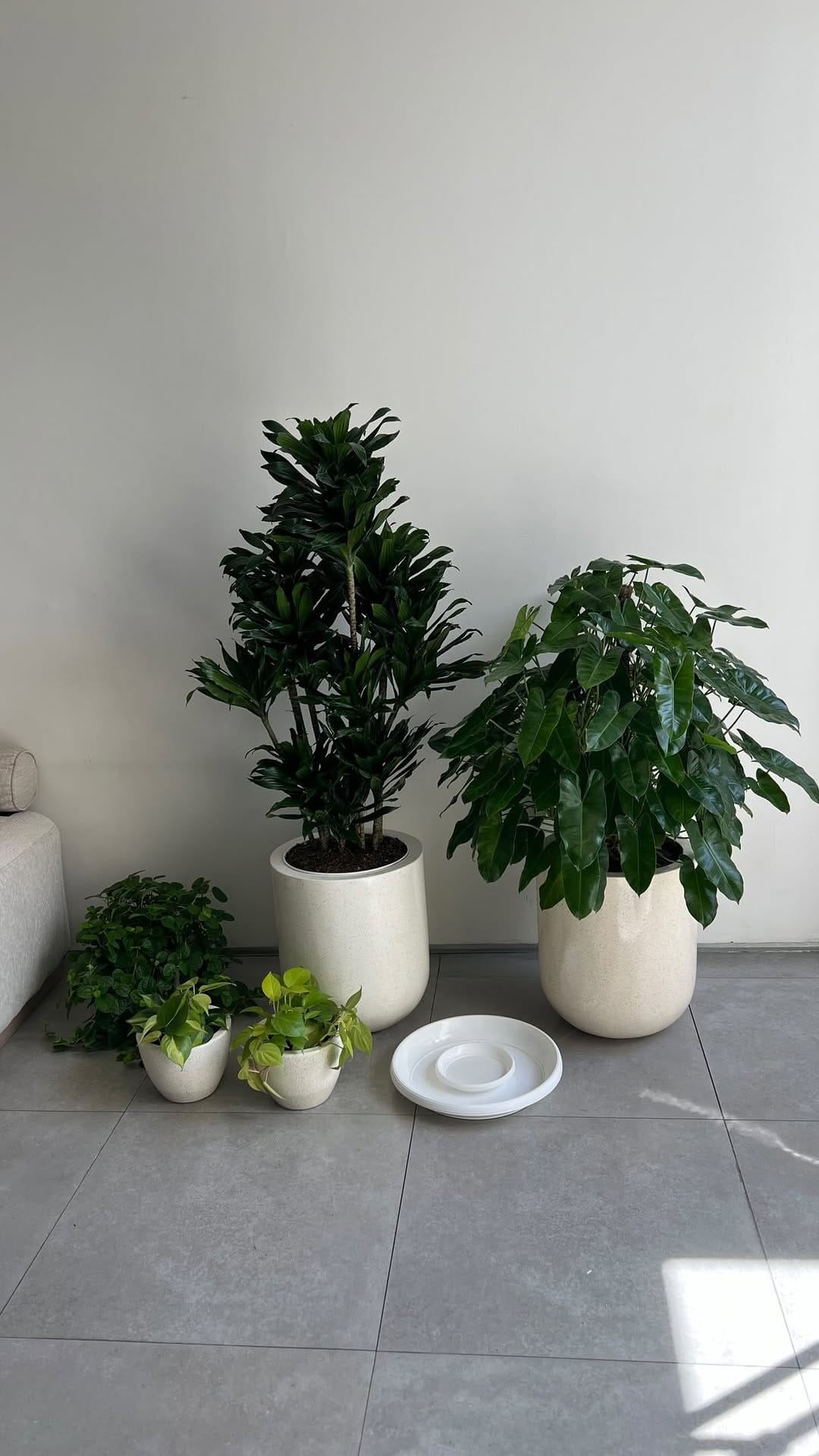 Post 4 by Bali Landscape & Indoor Plants 🌿 on Instagram (video)