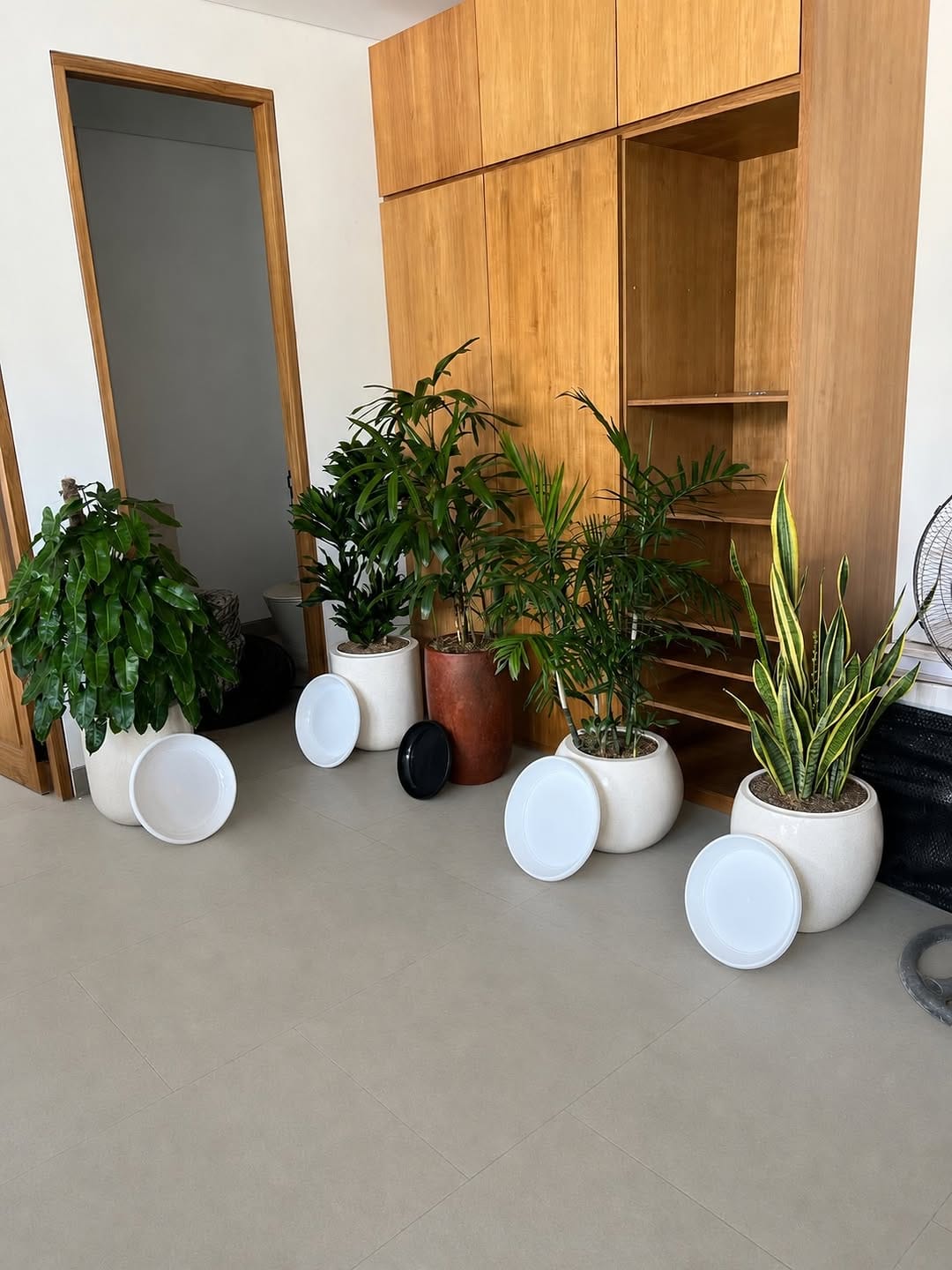 Post 5 by Bali Landscape & Indoor Plants 🌿 on Instagram (carousel)