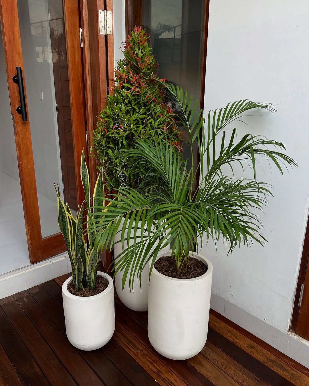 Post 8 by Bali Landscape & Indoor Plants 🌿 on Instagram (carousel)
