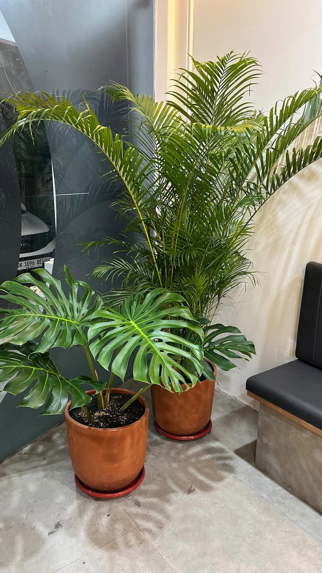 Post 9 by Bali Landscape & Indoor Plants 🌿 on Instagram (video)
