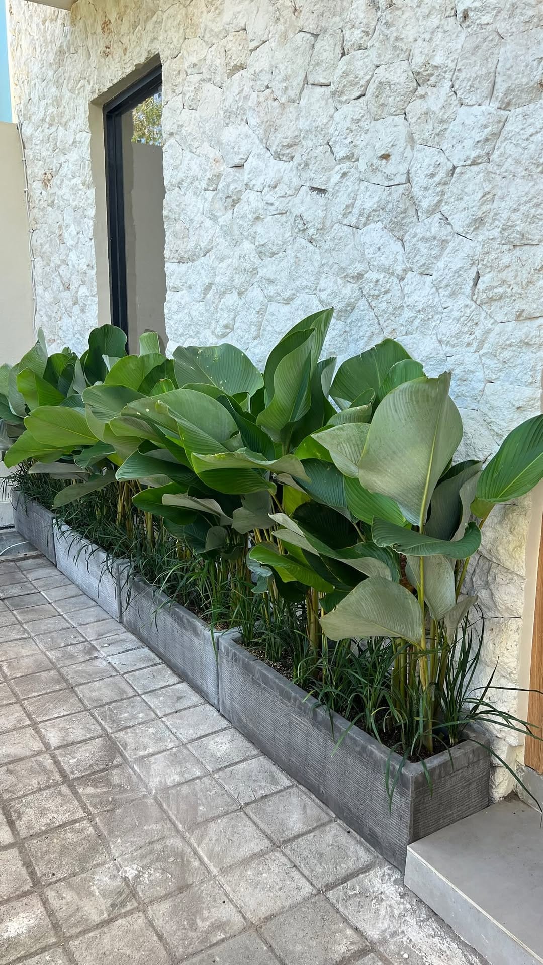 Post 2 by Bali Landscape & Indoor Plants 🌿 on Instagram (video)