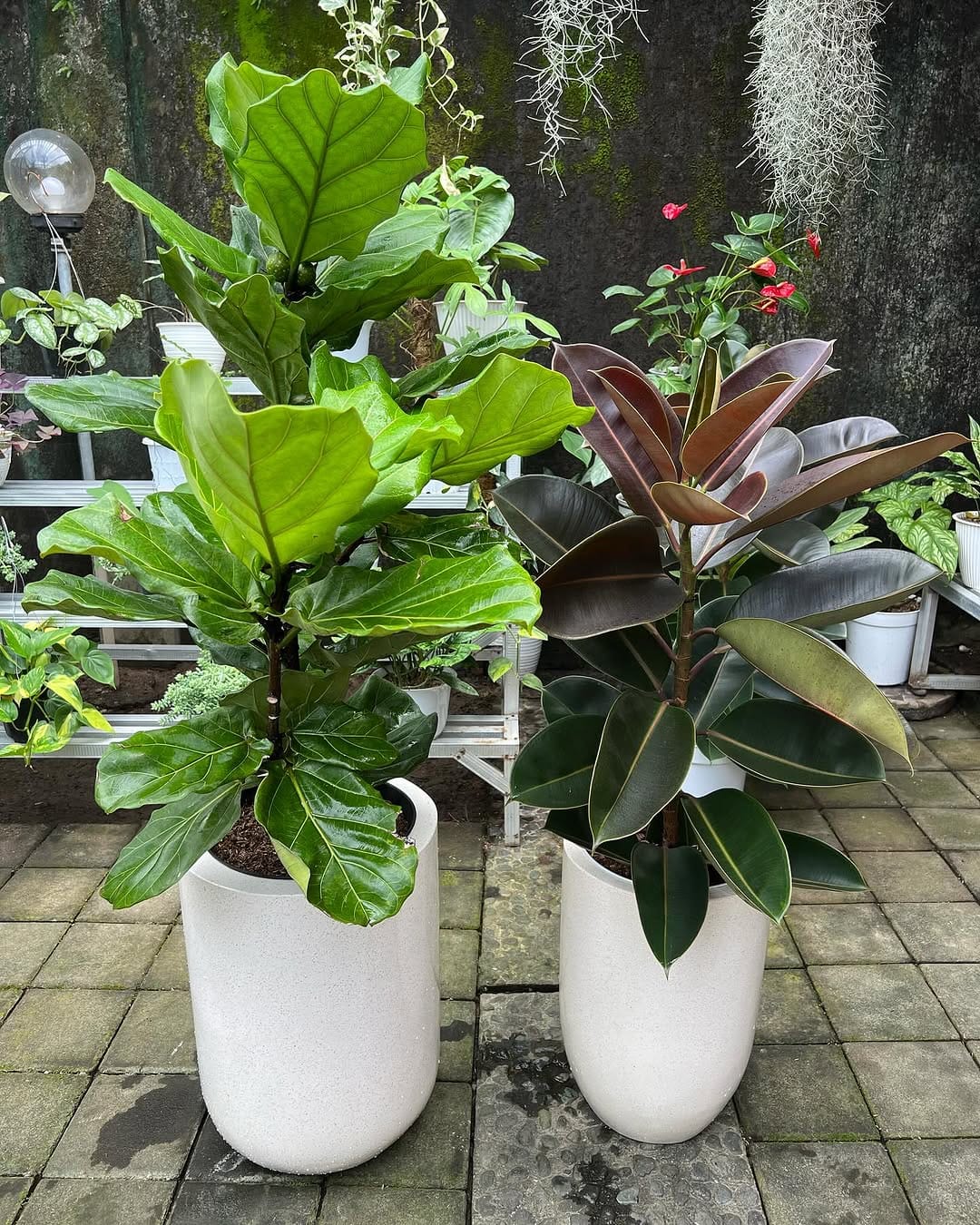 Post 10 by Bali Landscape & Indoor Plants 🌿 on Instagram (carousel)