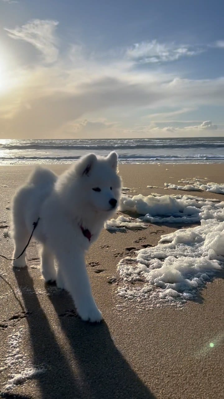 Post 6 by Sauuly on Instagram (video)