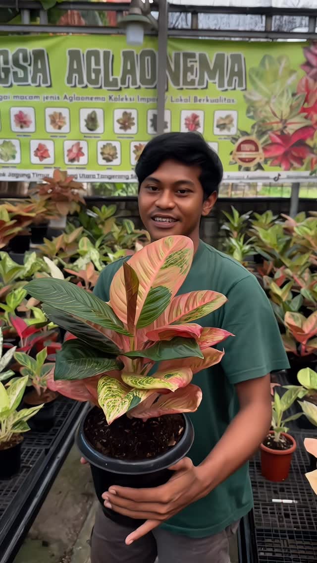 Post 8 by Bangsa Aglonema on Instagram (video)