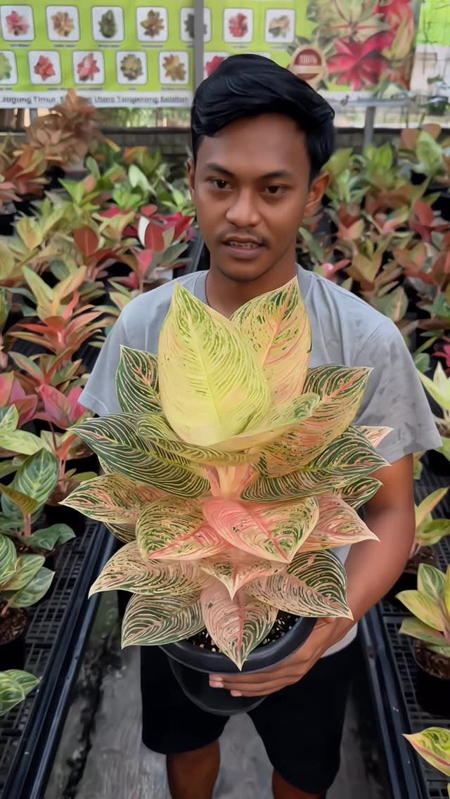 Post 2 by Bangsa Aglonema on Instagram (video)