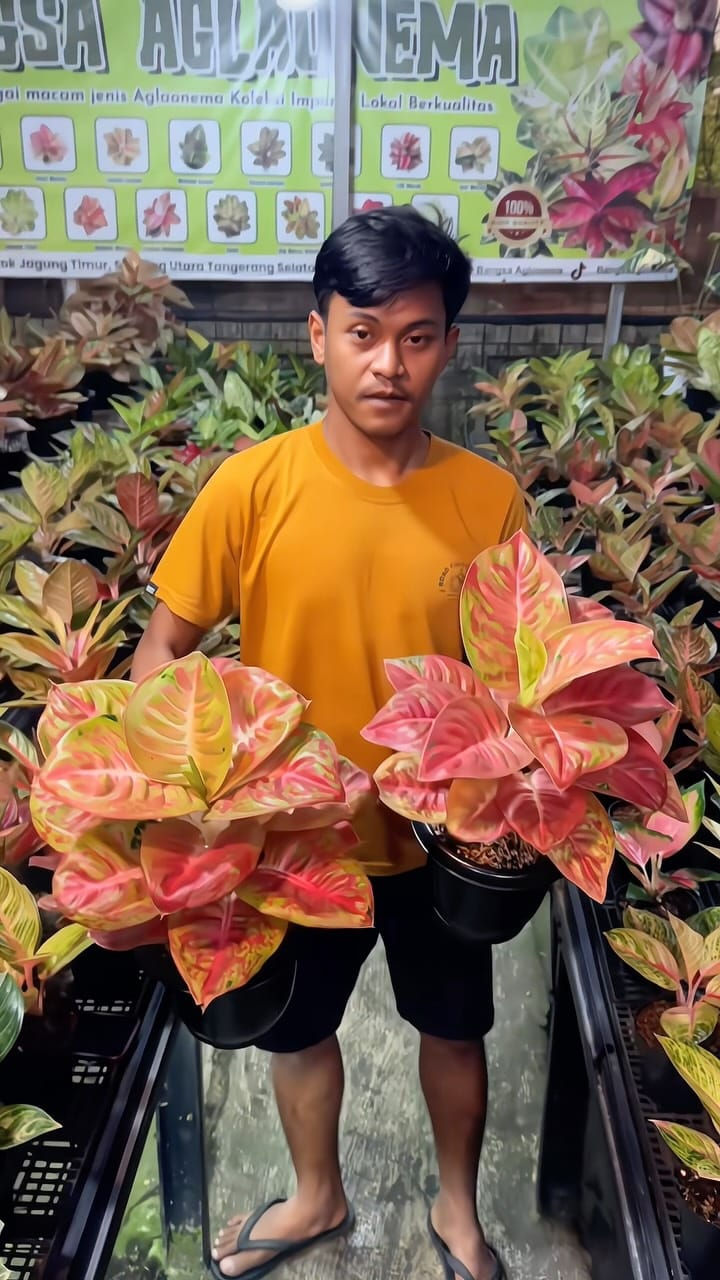 Post 4 by Bangsa Aglonema on Instagram (video)