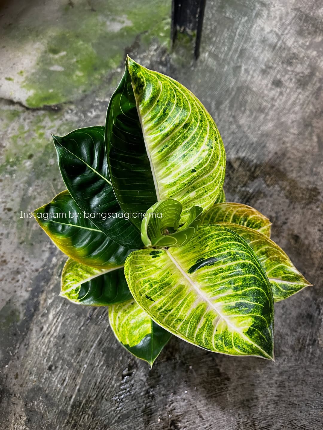 Post 6 by Bangsa Aglonema on Instagram (image)