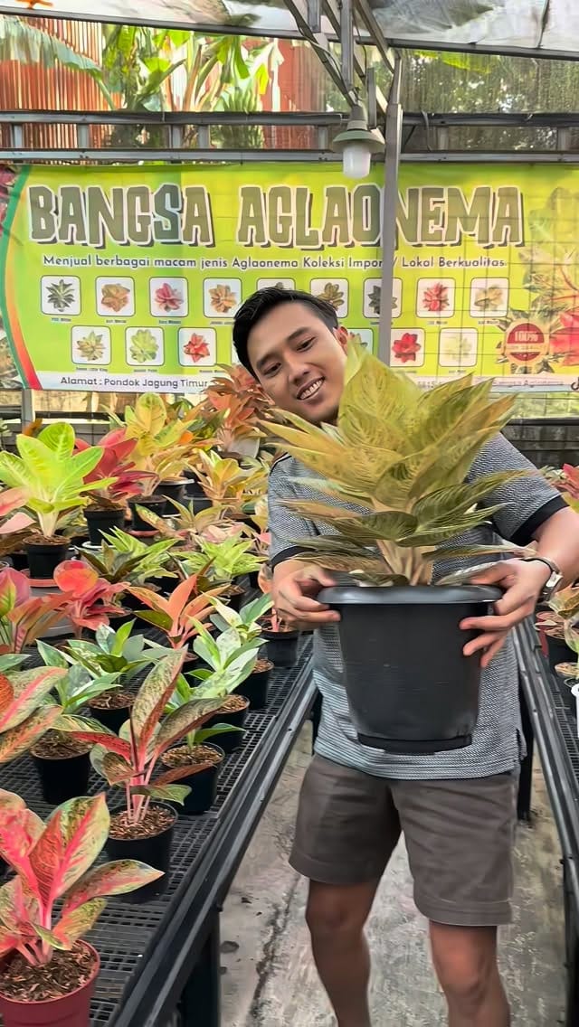 Post 9 by Bangsa Aglonema on Instagram (video)